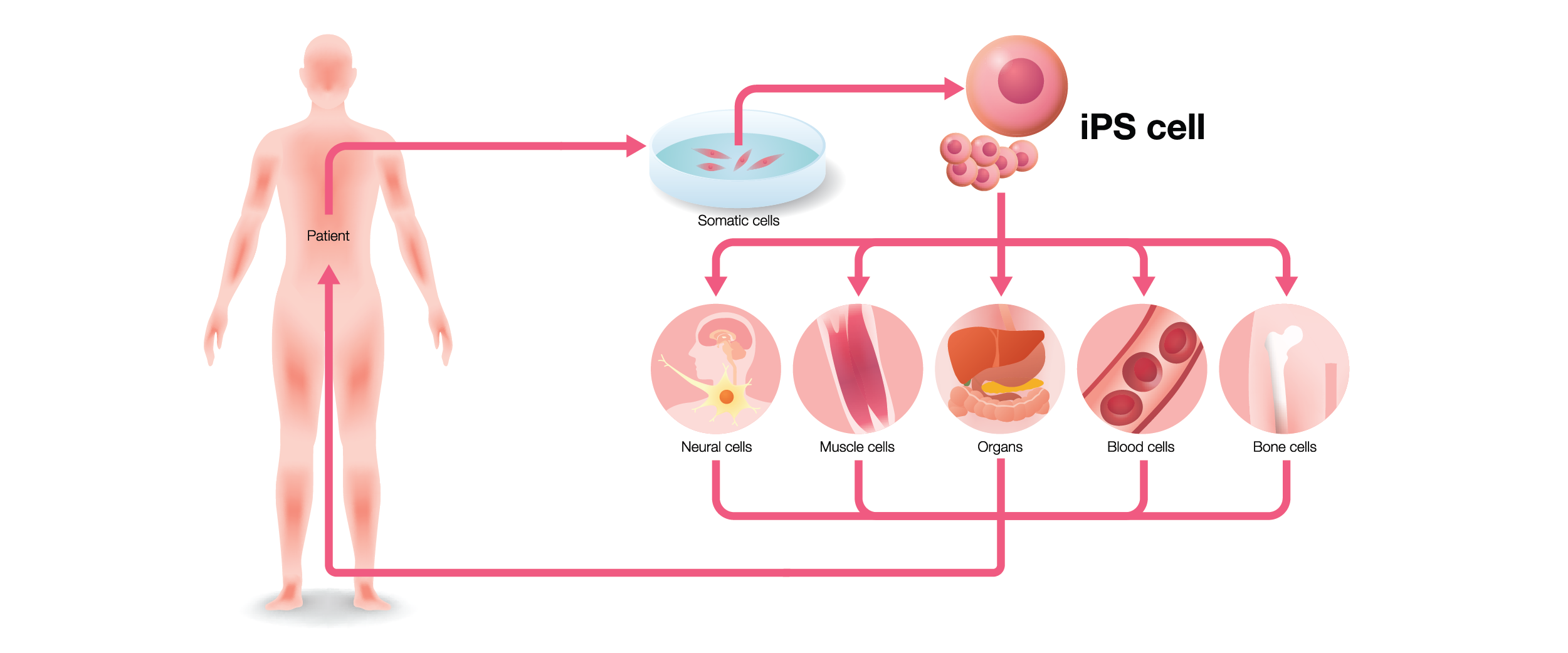 Pluripotent stem cells, differentiated into different cell lines