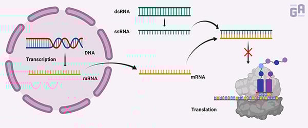 0067 - siRNA Therapeutics_600 x 250px-1