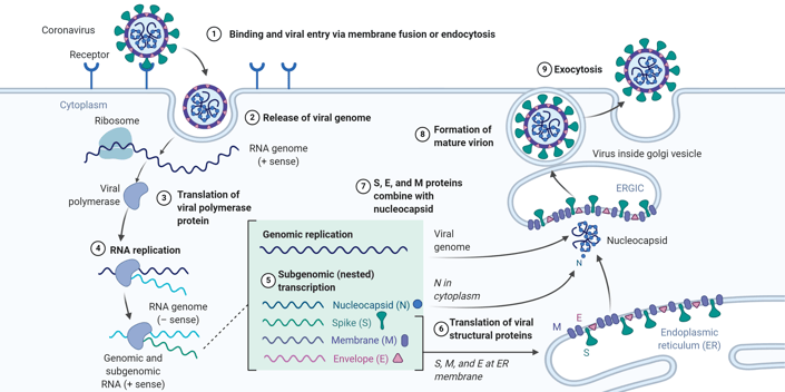 Coronavirus Replication Cycle